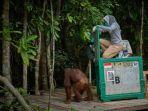 pelepasliaran-orang-utan-di-pulau-selat-kalimantan-tengah.jpg
