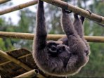 pelestarian-owa-jawa-di-bandung_20160131_203037.jpg