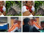 Kisah Kakek Piyono dan Nyoman Sukena Dipenjara Karena Pelihara Ikan Aligator Gar dan Landak Jawa