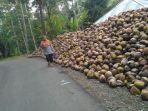 pemanjat-kelapa-di-kabupaten-pohuwato-mendapat-asuransi-jiwa.jpg