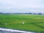 pematang-sawah_20171227_144340.jpg