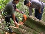 pembalakan-liar_20170523_195028.jpg
