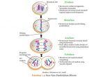 pembelahan-mitosis.jpg