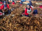 pemerintah-rencana-kenaikan-tarif-cukai-hasil-tembakau_20231227_184743.jpg