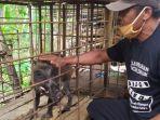 pemilik-babi-hutan-dengan-kelainan-fisik-bawor-saat.jpg