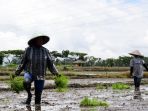 pemkab-malang-genjot-produktivitas-padi_20220926_161735.jpg