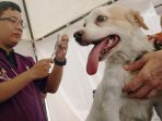 pemprov-dki-jakarta-pelayanan-vaksinasi-rabies-gratis_20191129_221319.jpg