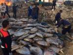 pemusnahan-14-ton-ikan-semar-opah-yang-menggunakan-formalin_20160930_072523.jpg