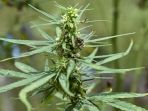 pemusnahan-tanaman-ganja-di-pegunungan-aceh_20220822_205803.jpg