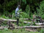 pemusnahan-tanaman-ganja-di-pegunungan-aceh_20220822_210830.jpg