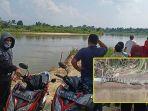 penampakan-buaya-di-perairan-siak-hulu-kampar-riau.jpg