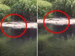 penampakan-buaya-di-sungai-cileungsi-kabupaten-bogor_20181005_105807.jpg