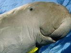 penampakan-duyung-atau-dugong-di-laut.jpg