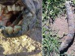 penampakan-lungfish-amerika-selatan-yang-ditemukan-di-argentina.jpg