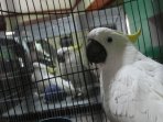 penampungan-kakatua-jamul-kuning_20150512_150832.jpg