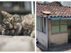 Sewa Warung Rp 250 Ribu, Wanita di Magelang Tinggal Bareng 17 Kucing Penyakitan, Sering Diusir Warga