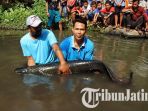 penangkapan-arapaima-gigas_20180702_142836.jpg