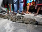 penangkapan-buaya-liar-di-medan_20180717_171242.jpg