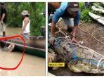 penangkapan-seekor-buaya-besar-di-sungai-sebamban-baru.jpg