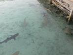 penangkaran-ikan-hiu-karimunjawa_20150724_163654.jpg