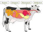 pencernaan-sapi.jpg