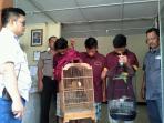 pencuri-burung-love-bird_20160906_185113.jpg