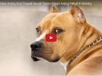 pendapat-pakar-anjing-soal-tragedi-bocah-tewas-digigit-anjing-pitbull-di-malang_20170807_132745.jpg