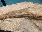penemuan-fosil-ichthyosaurus-di-pedalaman-queensland-australia.jpg