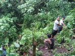 penemuan-kebun-ganja-di-dusun-kedaung-pekon-sukabanjar-kecamatan-kota-agung-timur.jpg
