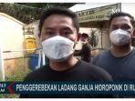 penemuan-ratusan-ganja-di-brebes.jpg