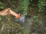 penemuan-tengkorak-dan-tulang-belulang-manusia_1_20180831_111542.jpg