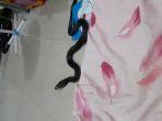 penemuan-ular-kobra-di-bekasi-dalam-kamar-tiba-tiba-muncul-dari-lemari-saat-warga-hendak-tidur.jpg