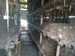 pengembangan-hortikultura-berupa-jamur-merang-di-kabupaten-karawang.jpg