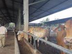 pengembangbiakan-sapi.jpg