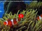 pengen-lihat-nemo-yuk-lihat-video-snorkeling-di-pulau-pahawang-pesawaran_20180103_162149.jpg