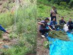 penggerebekan-ladang-ganja-di-pegunungan-tor.jpg