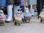 penguin-pakai-baju-yukata-jepang.jpg