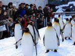 penguin-yang-diajak-berjalan-jalan.jpg