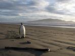 penguin_20160317_103255.jpg