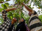 pengunjung-melihat-buah-kopi.jpg
