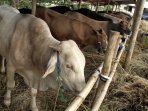 penjual-hewan-kurban-sapi-bandung_20160826_142956.jpg