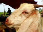 penjual-hewan-kurban-sapi-dan-kambing_20150921_153042.jpg