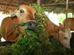 penjual-hewan-kurban-sapi-dan-kambing_20150921_153157.jpg