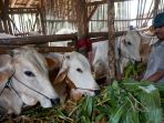 penjual-hewan-kurban-sapi-kelompok-tani-majumakmur_20200710_113712.jpg