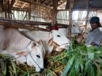 penjual-hewan-kurban-sapi-kelompok-tani-majumakmur_20200710_113745.jpg