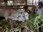 penjual-hewan-kurban-sapi-kelompok-tani-majumakmur_20200710_113902.jpg