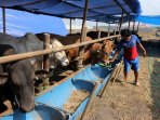 penjual-hewan-kurban_20150915_181646.jpg