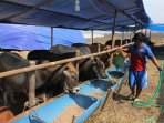penjual-hewan-kurban_20150915_181658.jpg