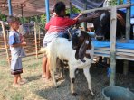 penjual-hewan-kurban_20150915_181802.jpg