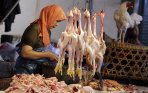 penjualan-ayam-potong-menurun_20141122_062607.jpg